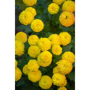 Sunlit Petals: A Yellow Chrysanthemums Delight